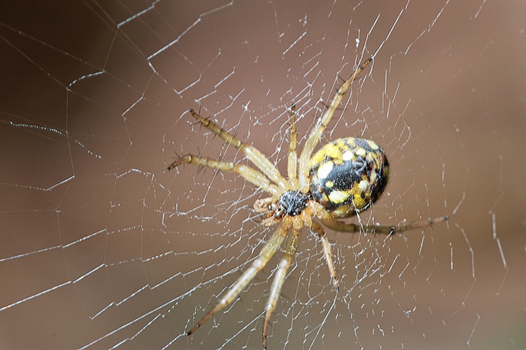 Mangora acalypha